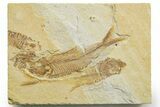 Detailed Fossil Fish (Knightia) - Wyoming #363870-1